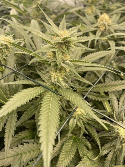 first-time-led-grow-help-2.jpeg