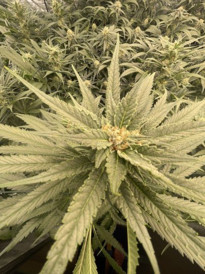 first-time-led-grow-help-3.jpeg