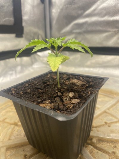growing-bud-from-a-bag-seed-2.jpeg