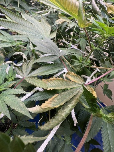 need-help-with-diagnosis-of-leaves-4.jpeg