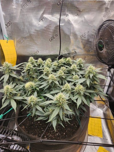 Mikedin’s 4x4 rockin with the Spiderfarmer Upgraded SE3000 come join the fun!