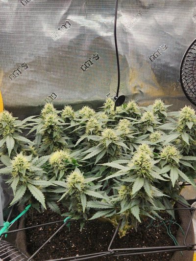 Mikedin’s 4x4 rockin with the Spiderfarmer Upgraded SE3000 come join the fun!