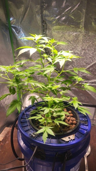 First grow dwc