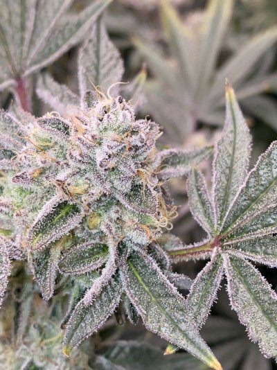 Let's See Your Frostiest Flowers