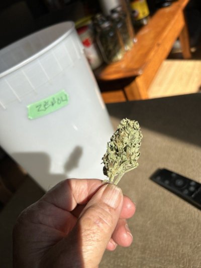 Let's see your 2024 outdoor grow!!