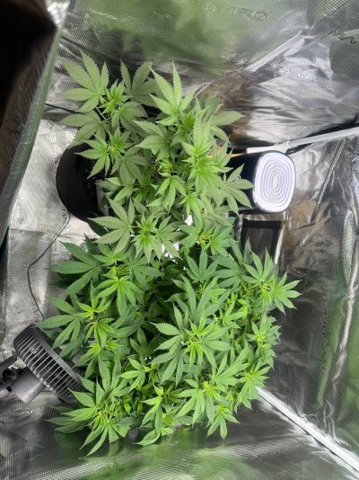 First grow mystery seed help please!
