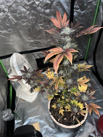 When to harvest it correctly?