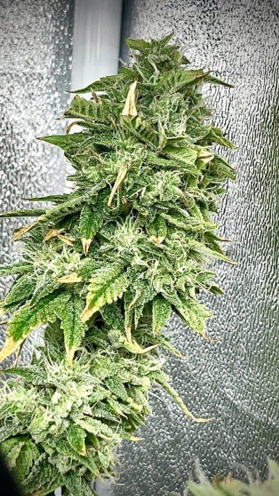 Bag seeds First grow DWC