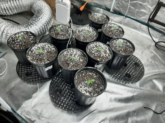 Growing quebec seed bank seeds with my stepfather lol.