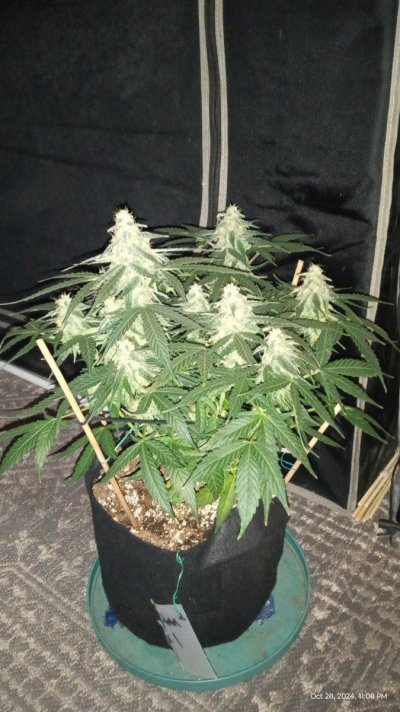 titan f1 and special queen auto royal queen seeds