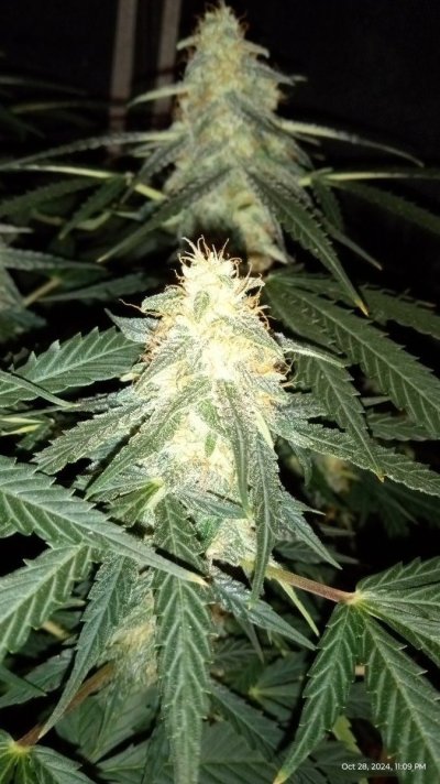 titan f1 and special queen auto royal queen seeds