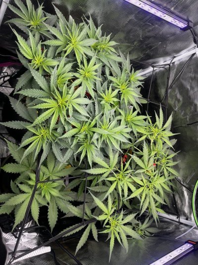 My first ever grow!