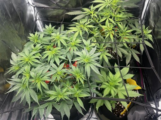 My first ever grow!