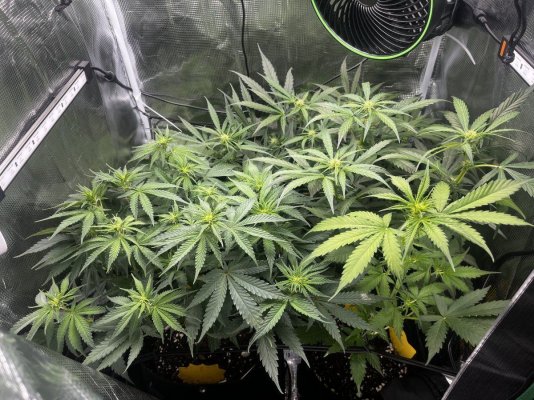 My first ever grow!