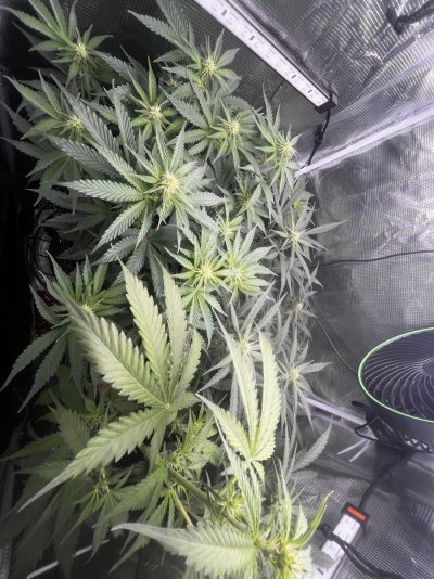 My first ever grow!