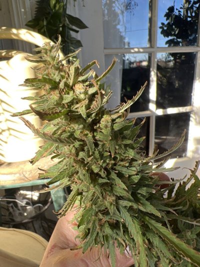 can-i-harvest-this-yet.jpg