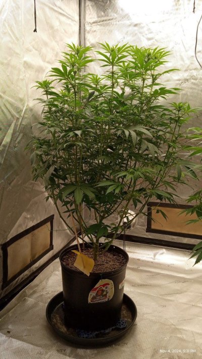 ganja farmer carmel and afghan fast flowering