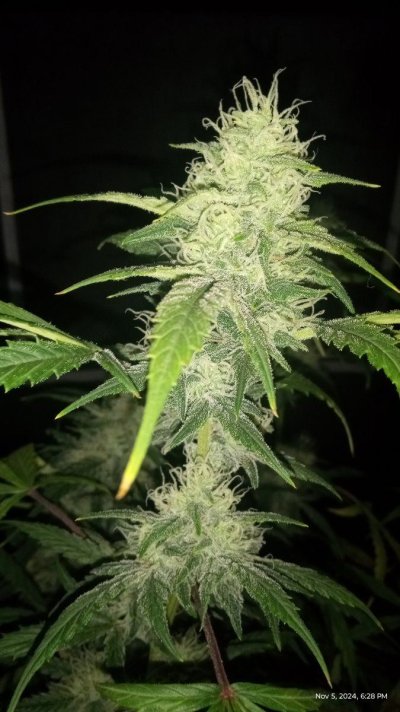 titan f1 and special queen auto royal queen seeds