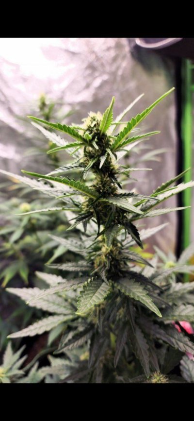 autos-almost-done-absolutely-no-trichomes-5.jpg