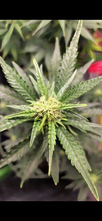 autos-almost-done-absolutely-no-trichomes-6.jpg