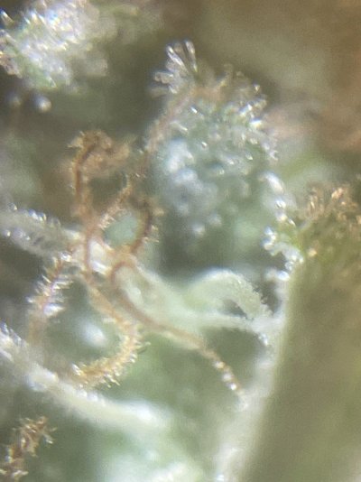 IMG_2080.jpeg