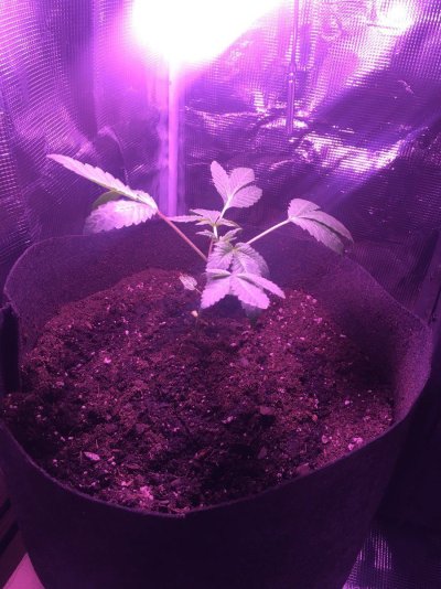 SKUNK XL : First grow, Advice needed!