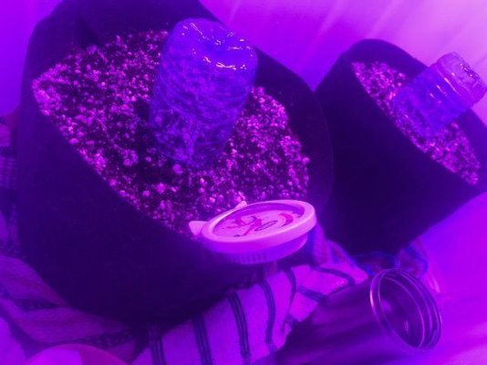 Gorilla Cookies Autoflower - Sonoma Seeds - First Grow - MICROGROW