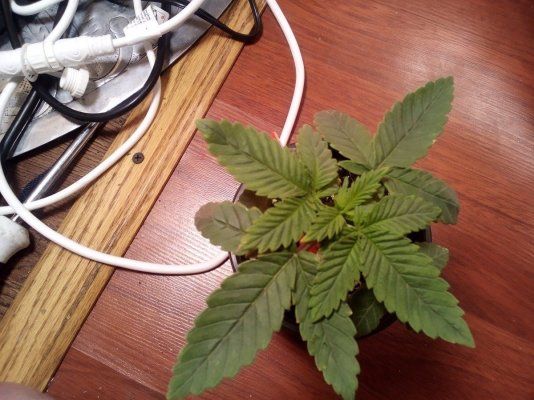 Ghetto/Cheap/First set ups