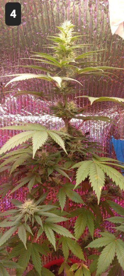 30 years since i was able to grow some weeds. i am now the proud parent of some beautiful girls....  :  )(  :