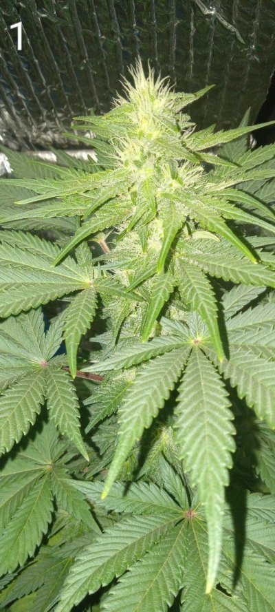 30 years since i was able to grow some weeds. i am now the proud parent of some beautiful girls....  :  )(  :