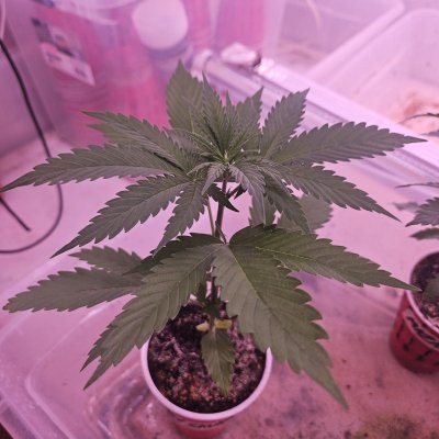 Old school skunk..does it exist???