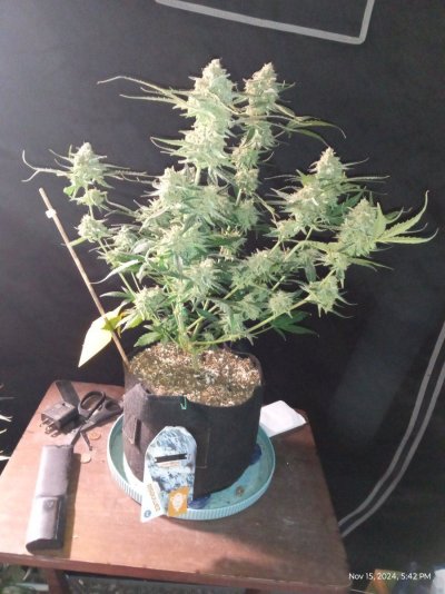 blue cheese f1 hybrid  and do-si-dos f1 hybrid