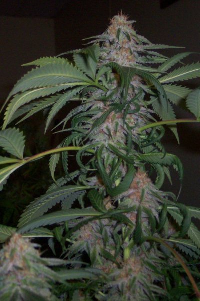 blue-bubba1.jpg