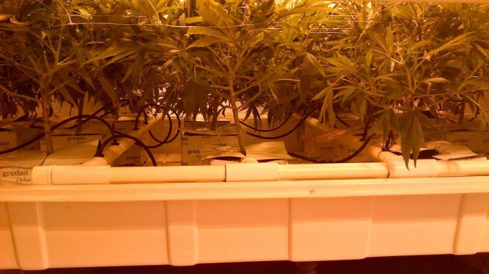 Day8 Tray B after.jpg