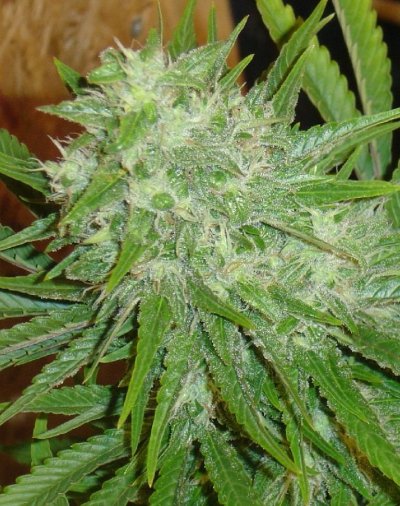 White grapes