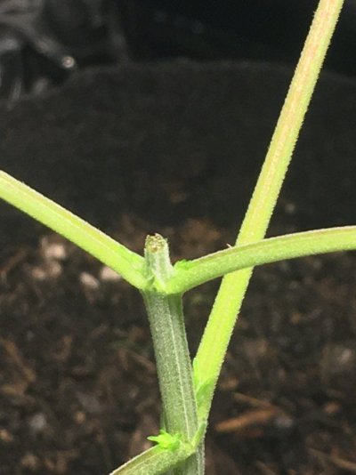 SKUNK XL : First grow, Advice needed!