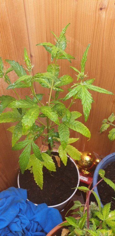 Greets from growbox: tiger nro 201