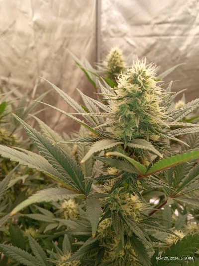 ganja farmer carmel and afghan fast flowering