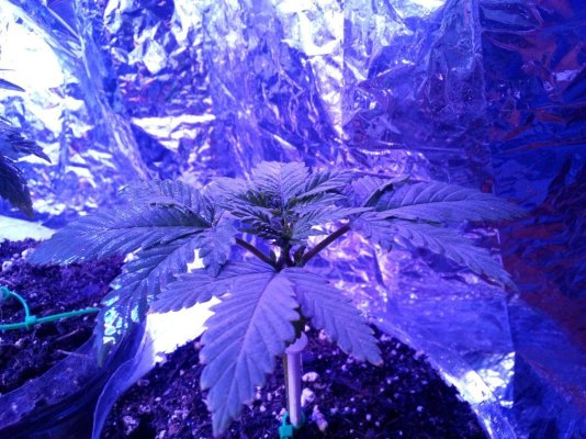 Is my little tiny plant flowering already?