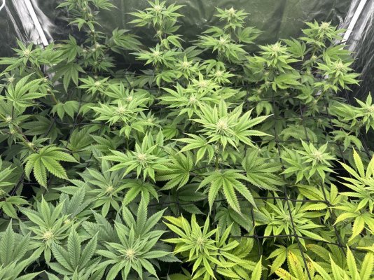 4-different-strains--four-different-plants-4.jpg