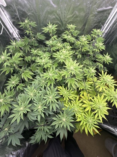 4-different-strains--four-different-plants-5.jpg