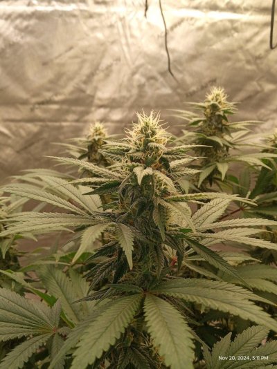 Fast flowering plant grow questions