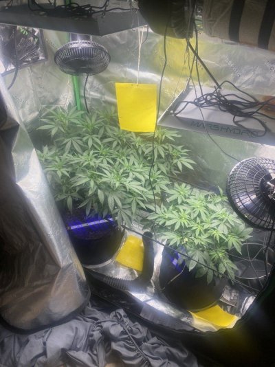 First time inside grow good?????