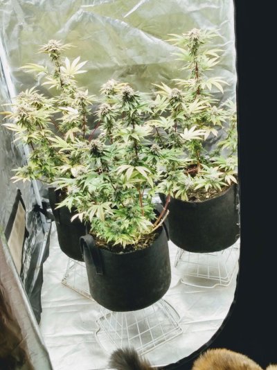 IMG_20241125_120232459_HDR  seed.jpg