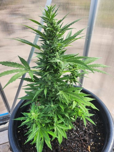 please-help-new-grower--no-idea-lol-2.jpg