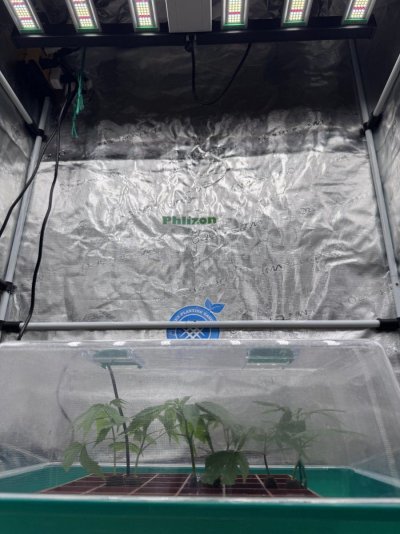 A peek inside my grow tent.