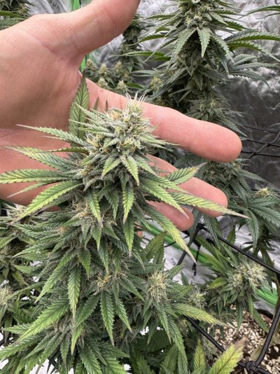 New grower, how close am I to harvest