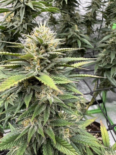 New grower, how close am I to harvest