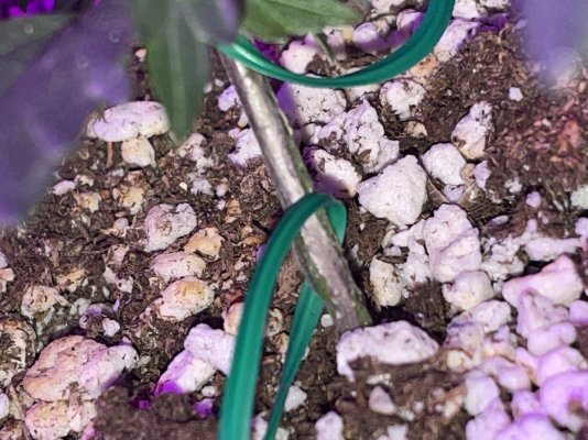 Peeling Stem on a 3.5 Week old Autoflower