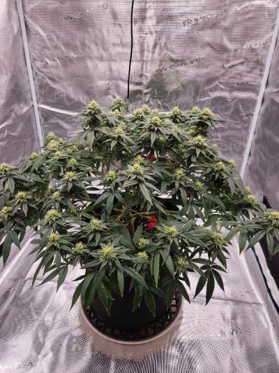 My first attempt at growing and I need help - what's wrong with my plant?!?!?